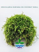 Vesicularia Dubyana on Coconut Shell